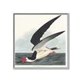 Picture of Black Skimmer From Birds of America (1827) _GroupedProduct_Square_Canvas_Framed_