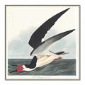 Picture of Black Skimmer From Birds of America (1827) _GroupedProduct_Square_Canvas_Framed_