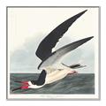 Picture of Black Skimmer From Birds of America (1827) _GroupedProduct_Square_Canvas_Framed_