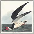 Picture of Black Skimmer From Birds of America (1827) _GroupedProduct_Square_Canvas_Framed_