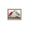Picture of Vintage Scarlet Ibis Bird _GroupedProduct_Rectangle_Landscape_Canvas_Framed_