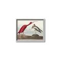 Picture of Vintage Scarlet Ibis Bird _GroupedProduct_Rectangle_Landscape_Canvas_Framed_