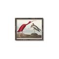 Picture of Vintage Scarlet Ibis Bird _GroupedProduct_Rectangle_Landscape_Canvas_Framed_