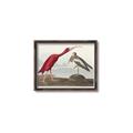 Picture of Vintage Scarlet Ibis Bird _GroupedProduct_Rectangle_Landscape_Canvas_Framed_