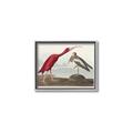 Picture of Vintage Scarlet Ibis Bird _GroupedProduct_Rectangle_Landscape_Canvas_Framed_