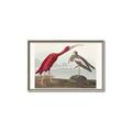Picture of Vintage Scarlet Ibis Bird _GroupedProduct_Rectangle_Landscape_Canvas_Framed_