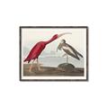Picture of Vintage Scarlet Ibis Bird _GroupedProduct_Rectangle_Landscape_Canvas_Framed_