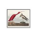 Picture of Vintage Scarlet Ibis Bird _GroupedProduct_Rectangle_Landscape_Canvas_Framed_