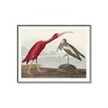 Picture of Vintage Scarlet Ibis Bird _GroupedProduct_Rectangle_Landscape_Canvas_Framed_