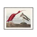 Picture of Vintage Scarlet Ibis Bird _GroupedProduct_Rectangle_Landscape_Canvas_Framed_