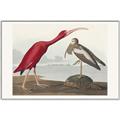 Picture of Vintage Scarlet Ibis Bird _GroupedProduct_Rectangle_Landscape_Canvas_Framed_