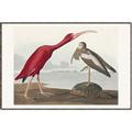 Picture of Vintage Scarlet Ibis Bird _GroupedProduct_Rectangle_Landscape_Canvas_Framed_