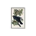 Picture of Raven From Birds of America (1827) _GroupedProduct_Rectangle_Portrait_Canvas_Framed_