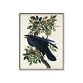 Picture of Raven From Birds of America (1827) _GroupedProduct_Rectangle_Portrait_Canvas_Framed_