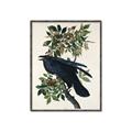 Picture of Raven From Birds of America (1827) _GroupedProduct_Rectangle_Portrait_Canvas_Framed_