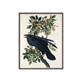 Picture of Raven From Birds of America (1827) _GroupedProduct_Rectangle_Portrait_Canvas_Framed_