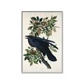 Picture of Raven From Birds of America (1827) _GroupedProduct_Rectangle_Portrait_Canvas_Framed_