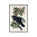 Picture of Raven From Birds of America (1827) _GroupedProduct_Rectangle_Portrait_Canvas_Framed_