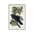 Picture of Raven From Birds of America (1827) _GroupedProduct_Rectangle_Portrait_Canvas_Framed_