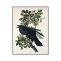 Picture of Raven From Birds of America (1827) _GroupedProduct_Rectangle_Portrait_Canvas_Framed_