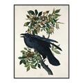 Picture of Raven From Birds of America (1827) _GroupedProduct_Rectangle_Portrait_Canvas_Framed_