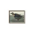 Picture of Vintage Scoter Duck _GroupedProduct_Rectangle_Landscape_Canvas_Framed_
