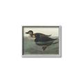 Picture of Vintage Scoter Duck _GroupedProduct_Rectangle_Landscape_Canvas_Framed_