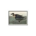 Picture of Vintage Scoter Duck _GroupedProduct_Rectangle_Landscape_Canvas_Framed_