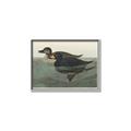 Picture of Vintage Scoter Duck _GroupedProduct_Rectangle_Landscape_Canvas_Framed_