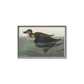 Picture of Vintage Scoter Duck _GroupedProduct_Rectangle_Landscape_Canvas_Framed_