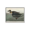 Picture of Vintage Scoter Duck _GroupedProduct_Rectangle_Landscape_Canvas_Framed_
