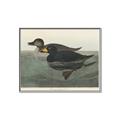 Picture of Vintage Scoter Duck _GroupedProduct_Rectangle_Landscape_Canvas_Framed_