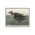 Picture of Vintage Scoter Duck _GroupedProduct_Rectangle_Landscape_Canvas_Framed_
