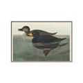 Picture of Vintage Scoter Duck _GroupedProduct_Rectangle_Landscape_Canvas_Framed_