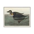Picture of Vintage Scoter Duck _GroupedProduct_Rectangle_Landscape_Canvas_Framed_