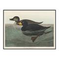 Picture of Vintage Scoter Duck _GroupedProduct_Rectangle_Landscape_Canvas_Framed_