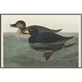 Picture of Vintage Scoter Duck _GroupedProduct_Rectangle_Landscape_Canvas_Framed_