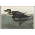 Picture of Vintage Scoter Duck _GroupedProduct_Rectangle_Landscape_Canvas_Framed_