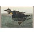 Picture of Vintage Scoter Duck _GroupedProduct_Rectangle_Landscape_Canvas_Framed_