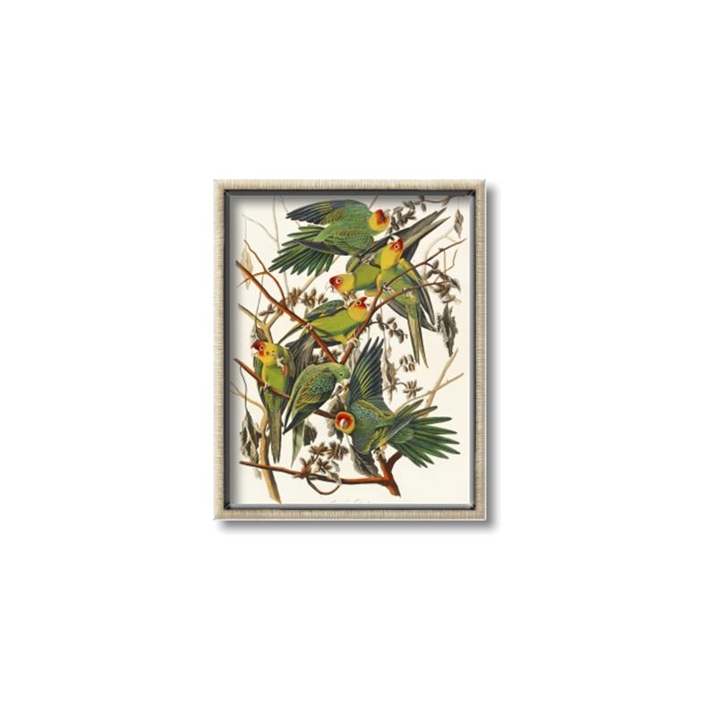 Picture of Vintage Carolina Parrot _GroupedProduct_Rectangle_Portrait_Canvas_Framed_