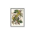 Picture of Vintage Carolina Parrot _GroupedProduct_Rectangle_Portrait_Canvas_Framed_