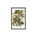 Picture of Vintage Carolina Parrot _GroupedProduct_Rectangle_Portrait_Canvas_Framed_