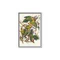 Picture of Vintage Carolina Parrot _GroupedProduct_Rectangle_Portrait_Canvas_Framed_