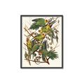 Picture of Vintage Carolina Parrot _GroupedProduct_Rectangle_Portrait_Canvas_Framed_