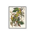 Picture of Vintage Carolina Parrot _GroupedProduct_Rectangle_Portrait_Canvas_Framed_