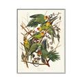 Picture of Vintage Carolina Parrot _GroupedProduct_Rectangle_Portrait_Canvas_Framed_