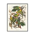 Picture of Vintage Carolina Parrot _GroupedProduct_Rectangle_Portrait_Canvas_Framed_