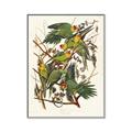 Picture of Vintage Carolina Parrot _GroupedProduct_Rectangle_Portrait_Canvas_Framed_