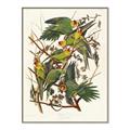 Picture of Vintage Carolina Parrot _GroupedProduct_Rectangle_Portrait_Canvas_Framed_