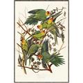 Picture of Vintage Carolina Parrot _GroupedProduct_Rectangle_Portrait_Canvas_Framed_